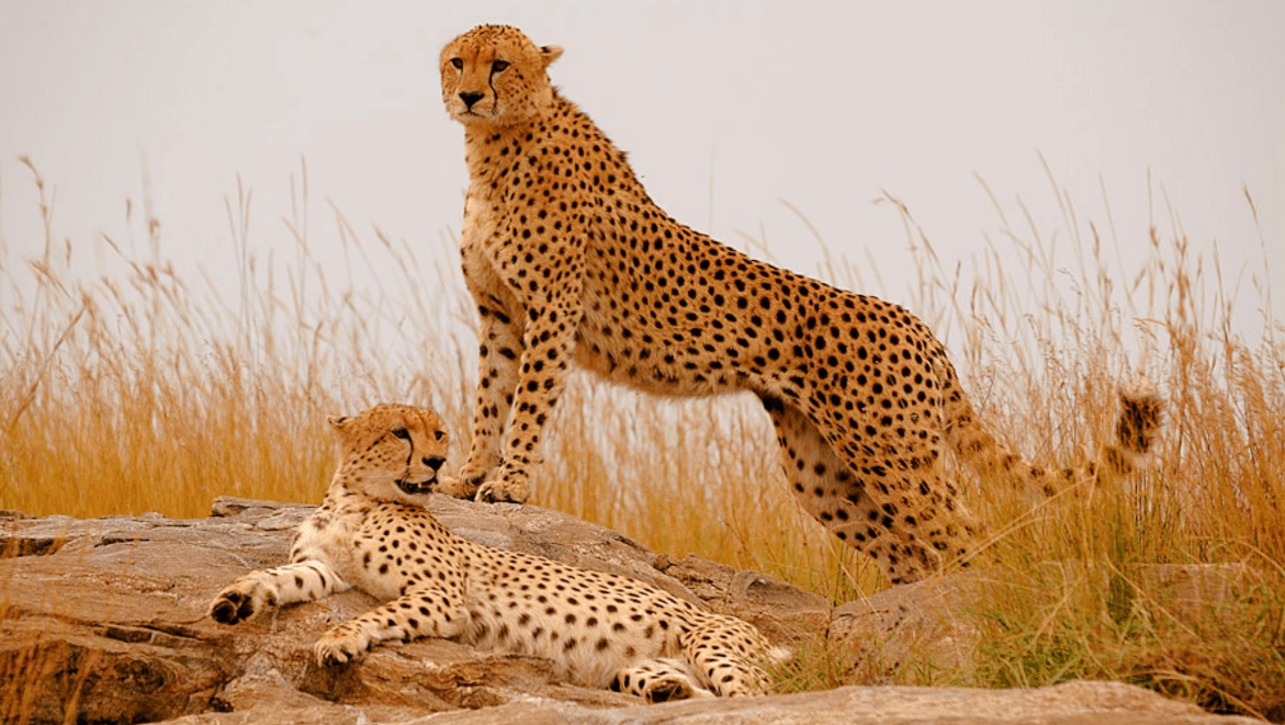 罗马尼亚老鹰小胜，团队协作出色