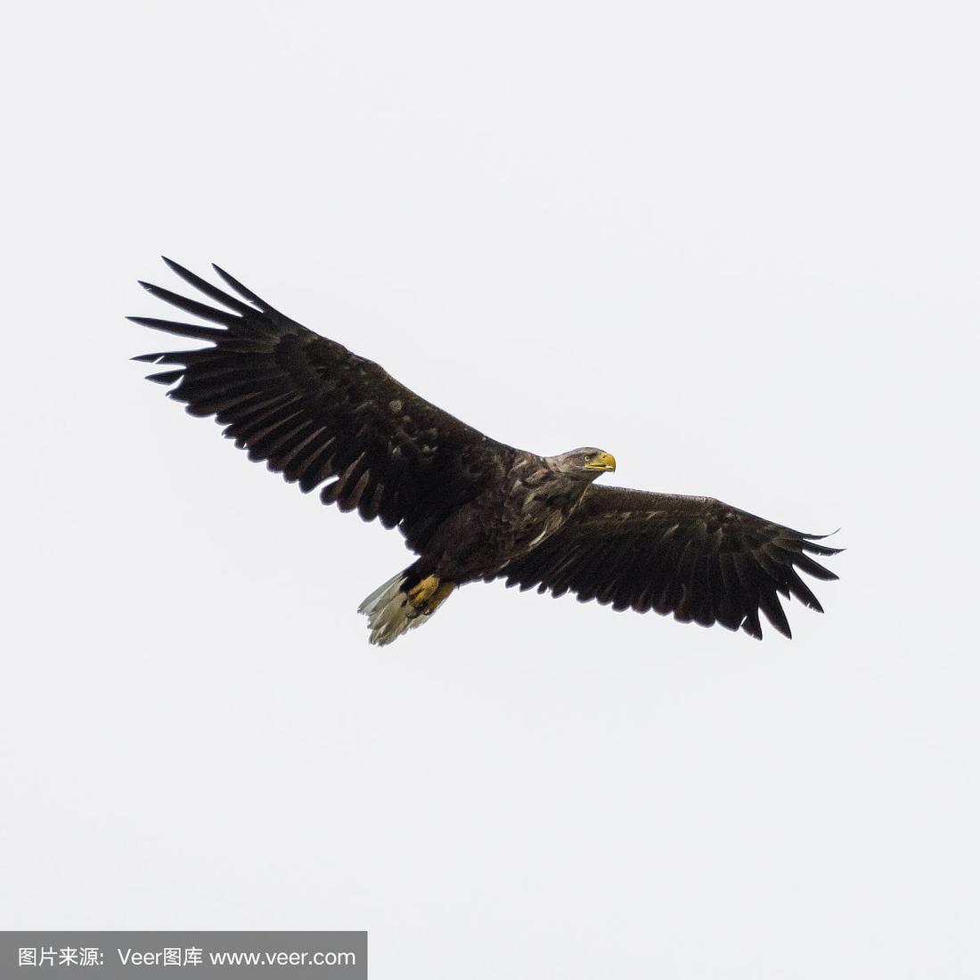 罗马尼亚老鹰小胜，团队协作出色