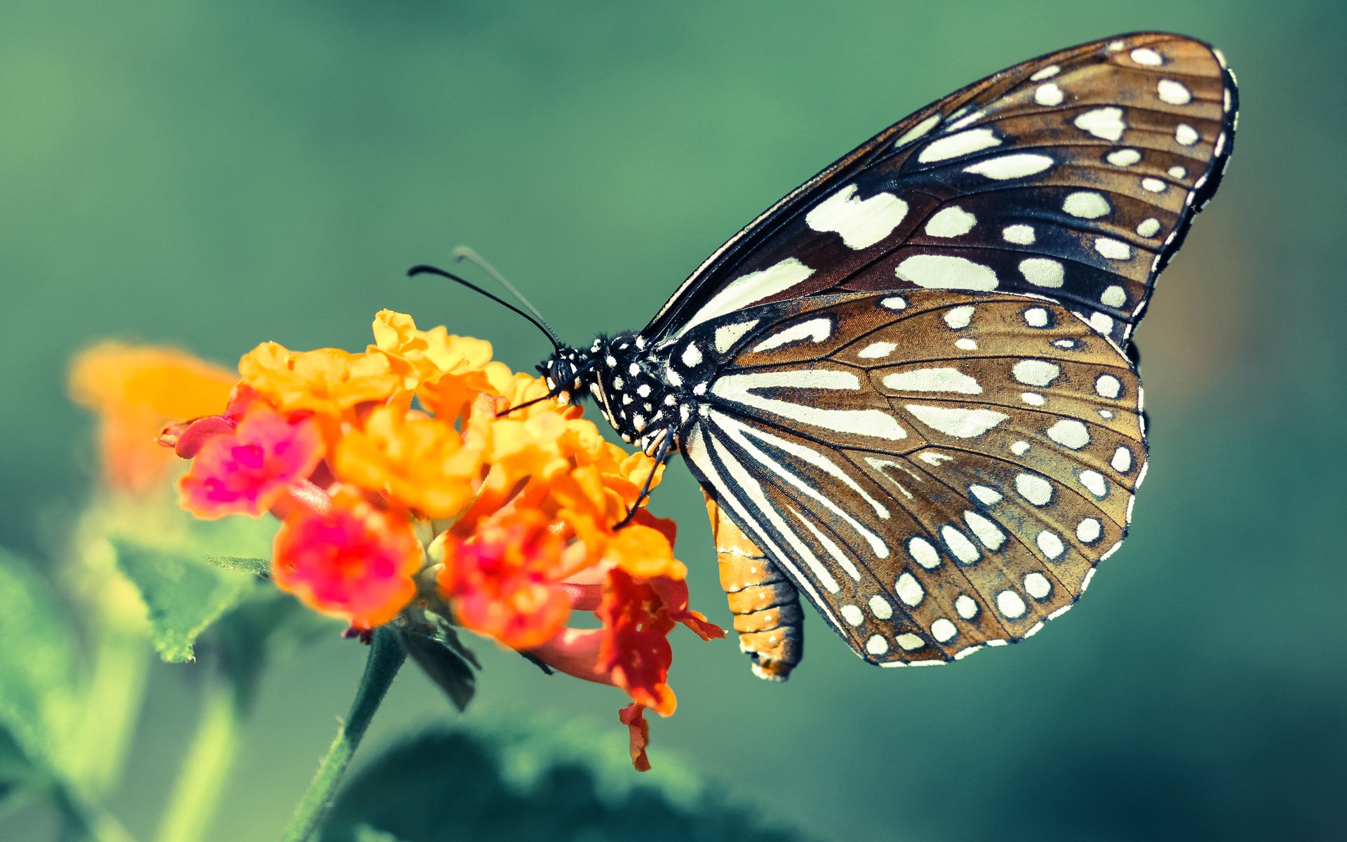 卡拉斯科惊艳四座，巴萨完胜洪都拉斯，一场技术与战术的完美演绎