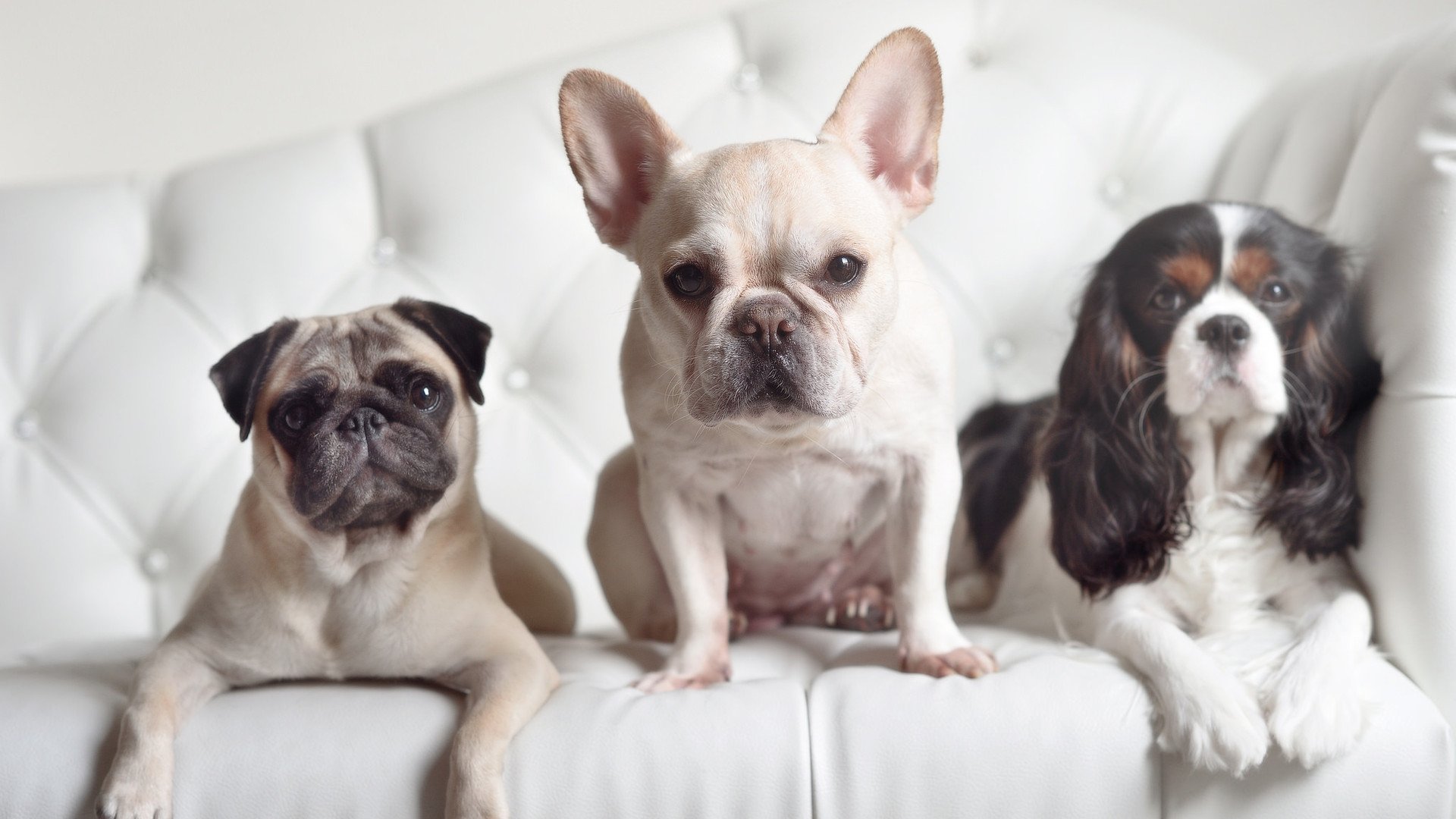 皮克爆发，皇家社会压哨击败哥伦比亚，一场定义职业生涯的夜晚