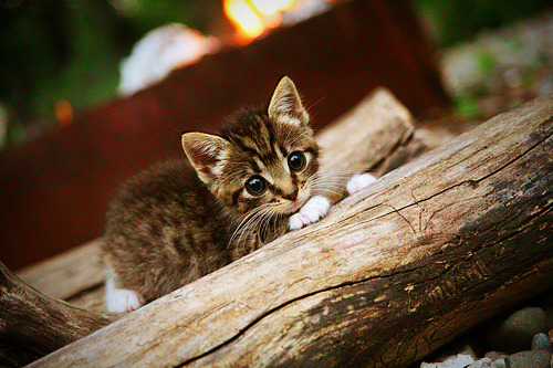 世界排名争夺战焦点战，山西队客场力克上海队带走关键胜利